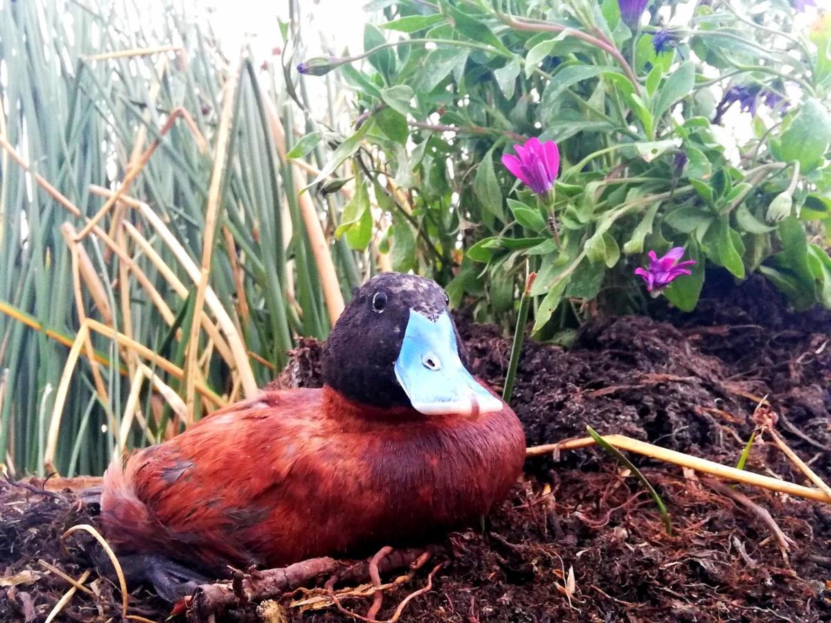 Uros Suma Jakana Lodge Puno Ngoại thất bức ảnh