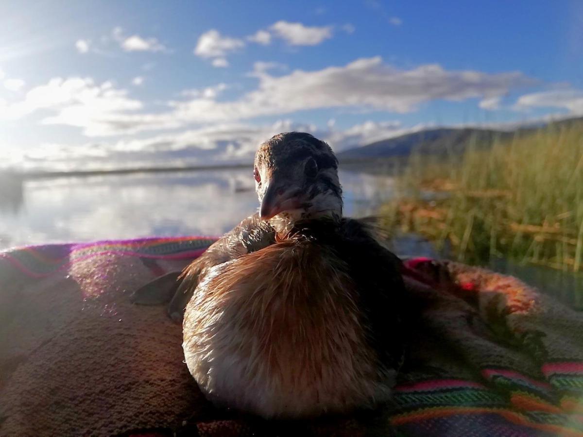 Uros Suma Jakana Lodge Puno Ngoại thất bức ảnh